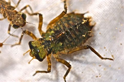 Aquatic Insects of Central Virginia: The "Needle in the Haystack": A ...