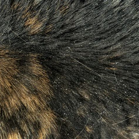 Cat Dandruff Remedies You Need To Know