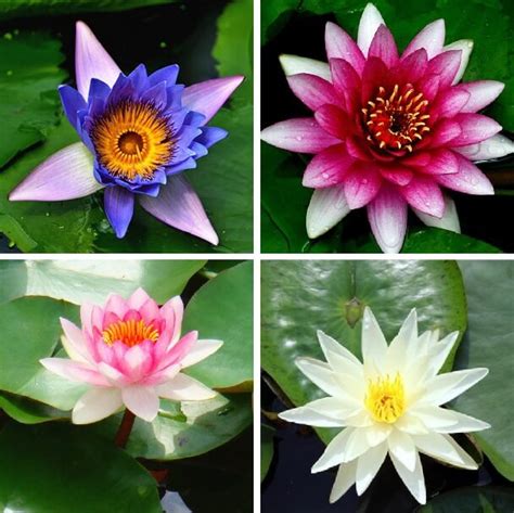 Nymphaea Seeds, Lotus Seeds, 5pcs/pack – GreenSeedGarden