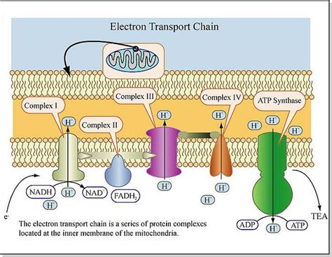 electron transport chain - Szukaj w Google | Electron transport chain ...