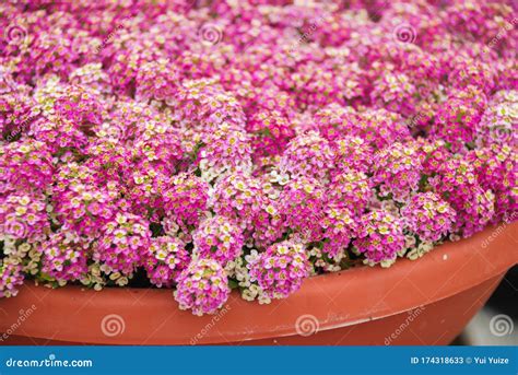 Alyssum Flowers. Alyssum in Sweet Colors Stock Image - Image of lobularia, botany: 174318633