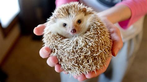 Salmonella outbreak in several states linked to pet hedgehogs - ABC News