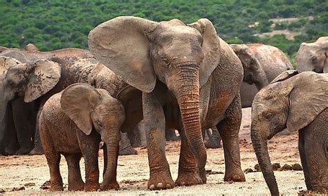 How Many Types Of Elephants Are There? - WorldAtlas