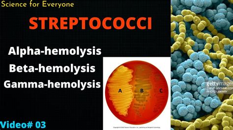 Streptococcus (Mechanism behind Hemolysis) - YouTube