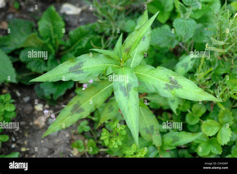 Redshank (Polygonum persicaria) plant with characteristic chevron ...