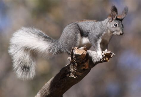 Abert's Squirrel: Agile Tree Dweller with Unique Mating Habits