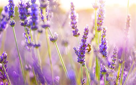 Lavender Desktop Wallpapers - Top Free Lavender Desktop Backgrounds ...