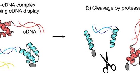 Protein folding stability set to be unravelled on a massive scale | Research | Chemistry World