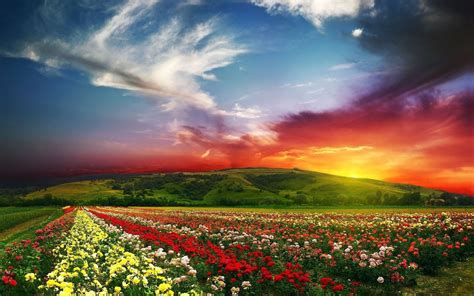 nature, Landscape, Sunset, Clouds, Flowers Wallpapers HD / Desktop and ...