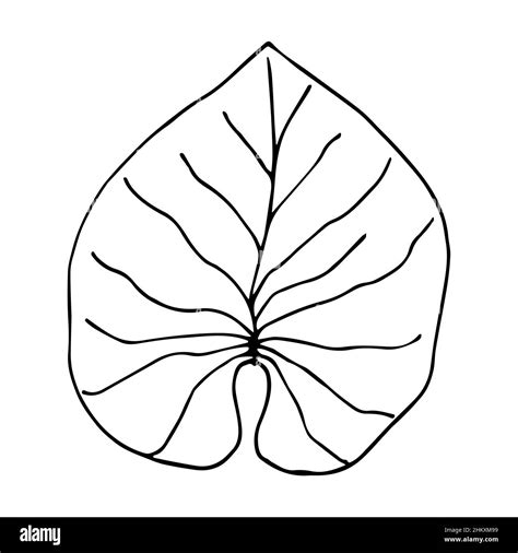 Water lily leaf illustration in doodle style. Hand drawn vector ...