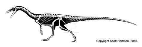 Coelophysis bauri by DrScottHartman on DeviantArt