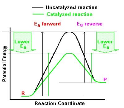 Effect of Catalyst on Equilibrium - QS Study