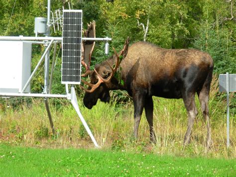 Alaska Magazine | Anchorage residents live with urban wildlife