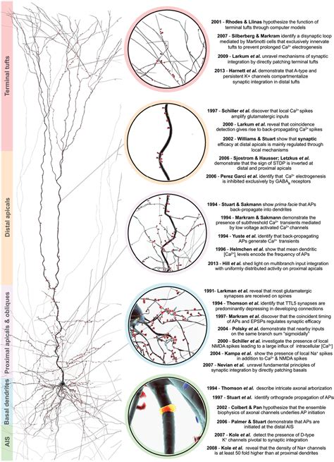 Frontiers | Anatomy and physiology of the thick-tufted layer 5 pyramidal neuron | Cellular ...