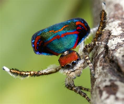 _X8A2803 (1) peacock spider Maratus caeruleus | Courtship da… | Flickr