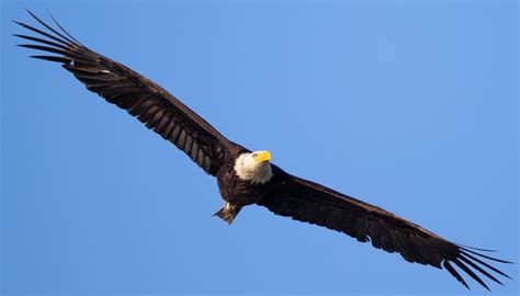 bald eagle wingspan - Bird Watching HQ