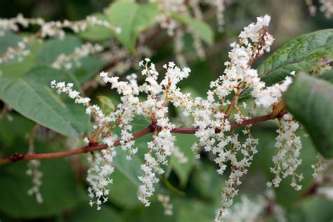 Japanese knotweed guide: how to remove it and stop it from spreading | Gardeningetc