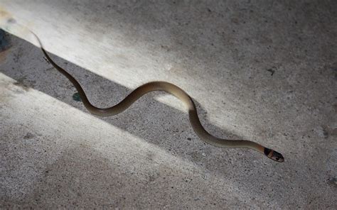 Baby Eastern Brown Snake - a photo on Flickriver