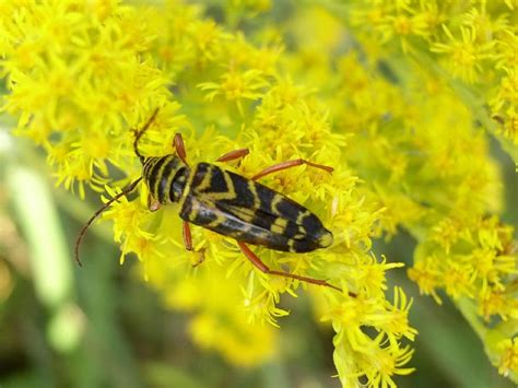 Beetle Pollination