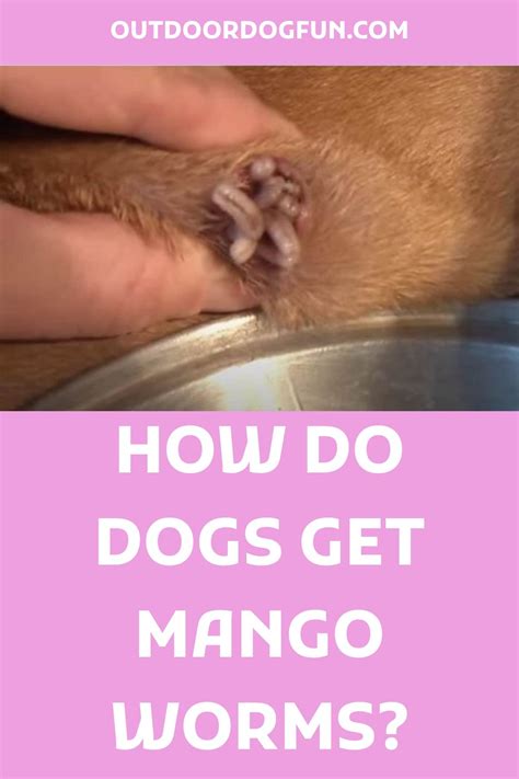 How Do Dogs Get Mango Worms? in 2022 | Mango worms in dogs, Worms in dogs, Dog skin