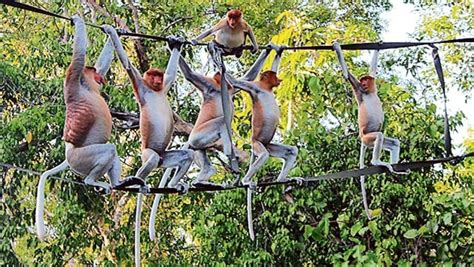 Monkeys with strong social skills exhibit enhanced impulse control: Study - Hindustan Times