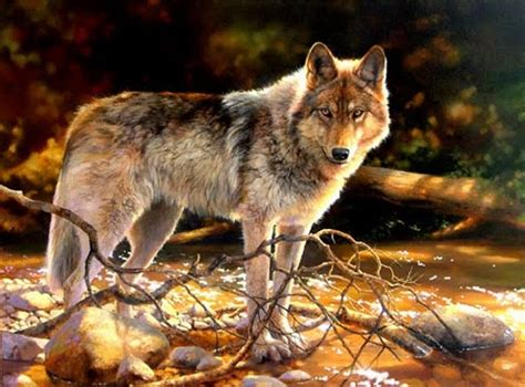 White Wolf : Bonnie Marris - wildlife artist of stunning realism