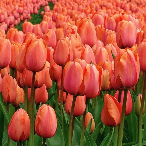 Tulip 'Apricot Impression' | White Flower Farm