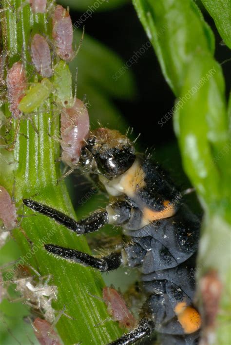 Ladybug Larva eating Aphids - Stock Image - C022/0236 - Science Photo ...