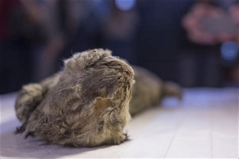 Extinct cave lion cub in 'perfect' condition found in Siberia rising cloning hopes