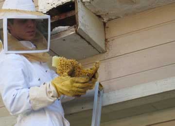 Hornet Removal Hamilton | Affordable Pest Extermination Services