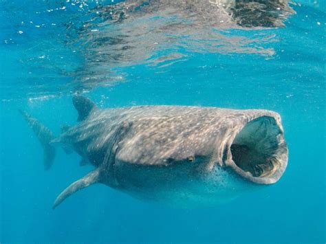 How to Swim With Whale Sharks in La Paz, Mexico | Roam Mexico