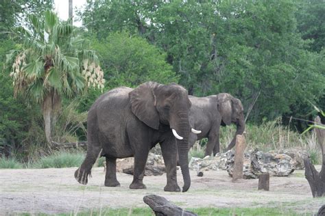 African Elephants on Kilimanjaro Safari - Animal Kingdom -… | Flickr