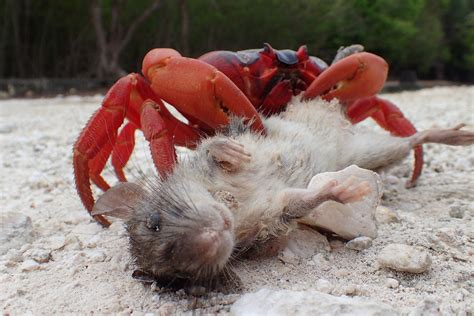 Christmas Island and The Amazing Red Crab Migration – CedAvril