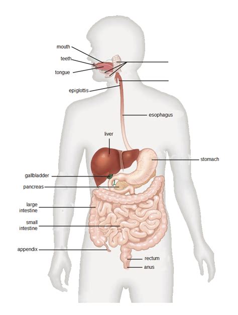 Digestive System Diagram Complete Guide | EdrawMax