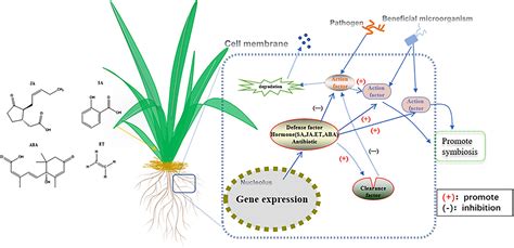 condensor Wetenschap Herhaald role of secondary metabolites in defense mechanisms of plants roze ...