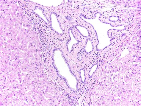 Common Bile Duct Histology