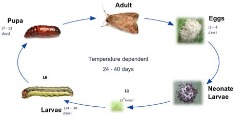 Fall Armyworm