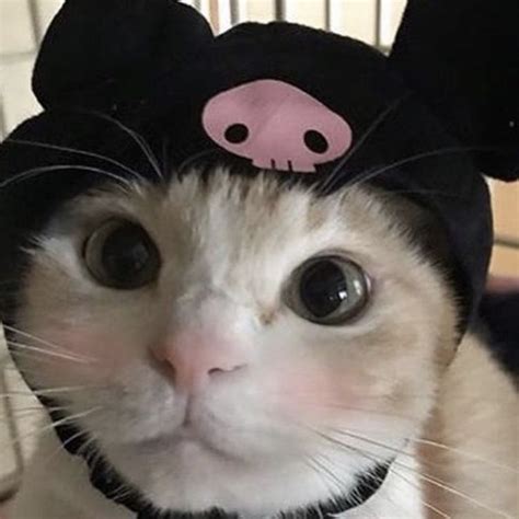 a cat wearing a mouse hat on top of it's head