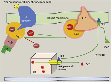 Mechanism of action of inotropes in neonates - Paediatrics and Child Health