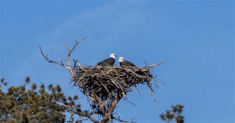 Behavior of Bald Eagle - AnimalBehaviorCorner