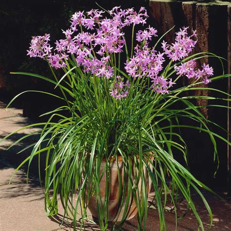 Society Garlic Plant - Brighter Blooms Nursery – BrighterBlooms.com