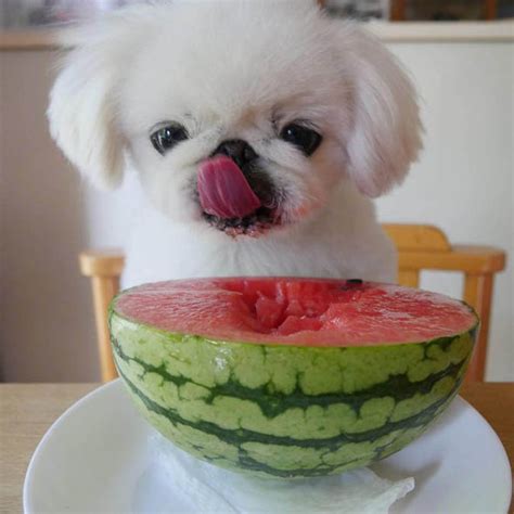 Adorable puppy Konatsu who drinks smoothies gains 40K Instagram ...