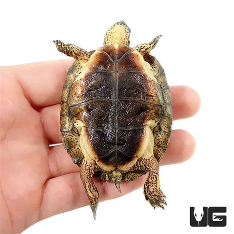 Baby Black Wood Turtles For Sale - Underground Reptiles