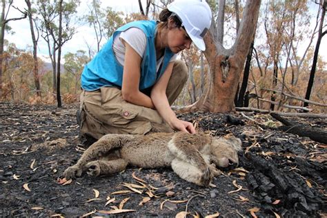 Scientists find burnt, starving koalas weeks after the bushfires