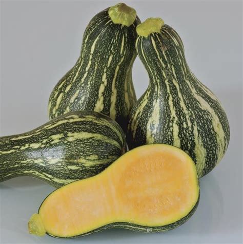 24 Awesome green striped squash images | Cushaw squash, Squash ...