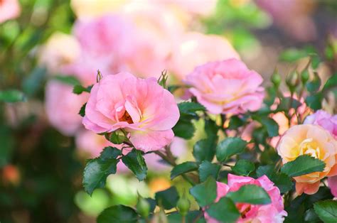 How to Plant Drift Roses - Planting, Care and Pruning