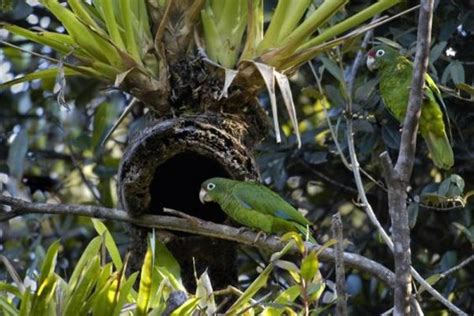 Puerto Rican Parrot Recovery Project – Parrots International