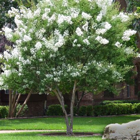 'Natchez' White Crape Myrtle Tree | New Blooms Nursery