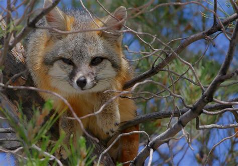 Climbing Trees Helps Protect These Foxes From Coyotes - EcoWatch