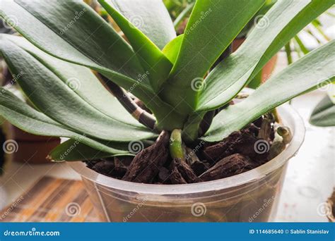 Transplant Orchids. Healthy Plant Roots. Healthy Roots of Orchids ...